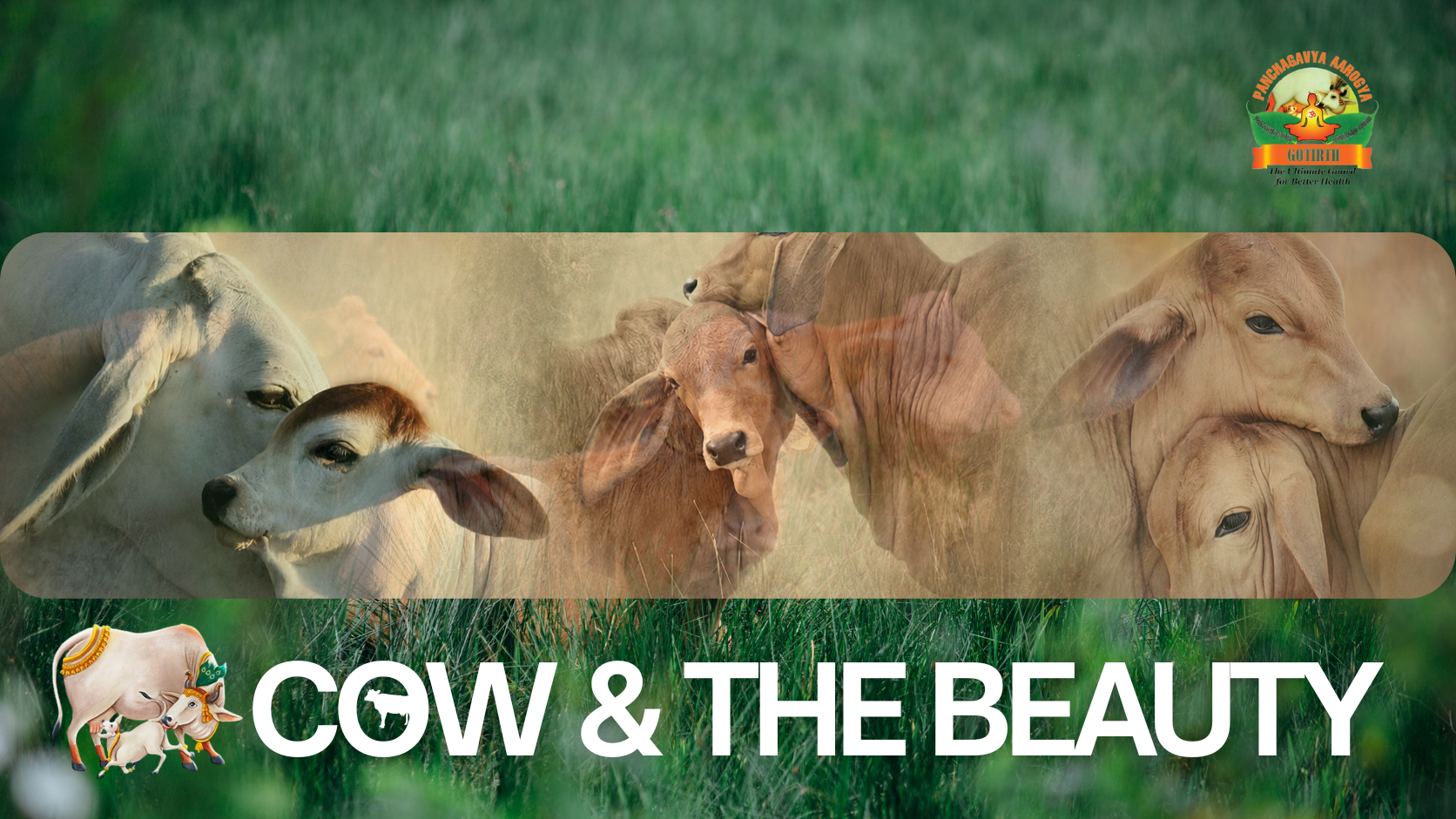 Beauty and the Cow - Gotirth Panchgavya Arogya Poster