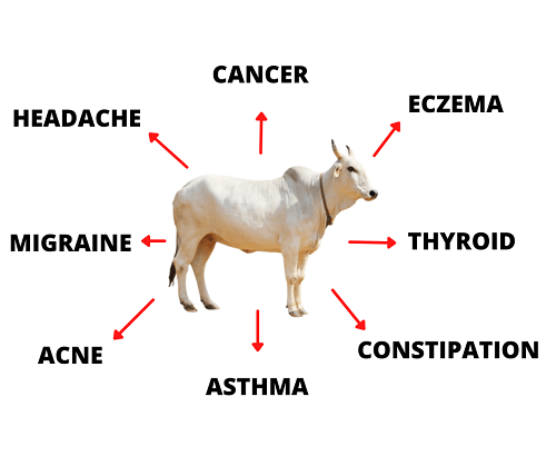 Cow Urine